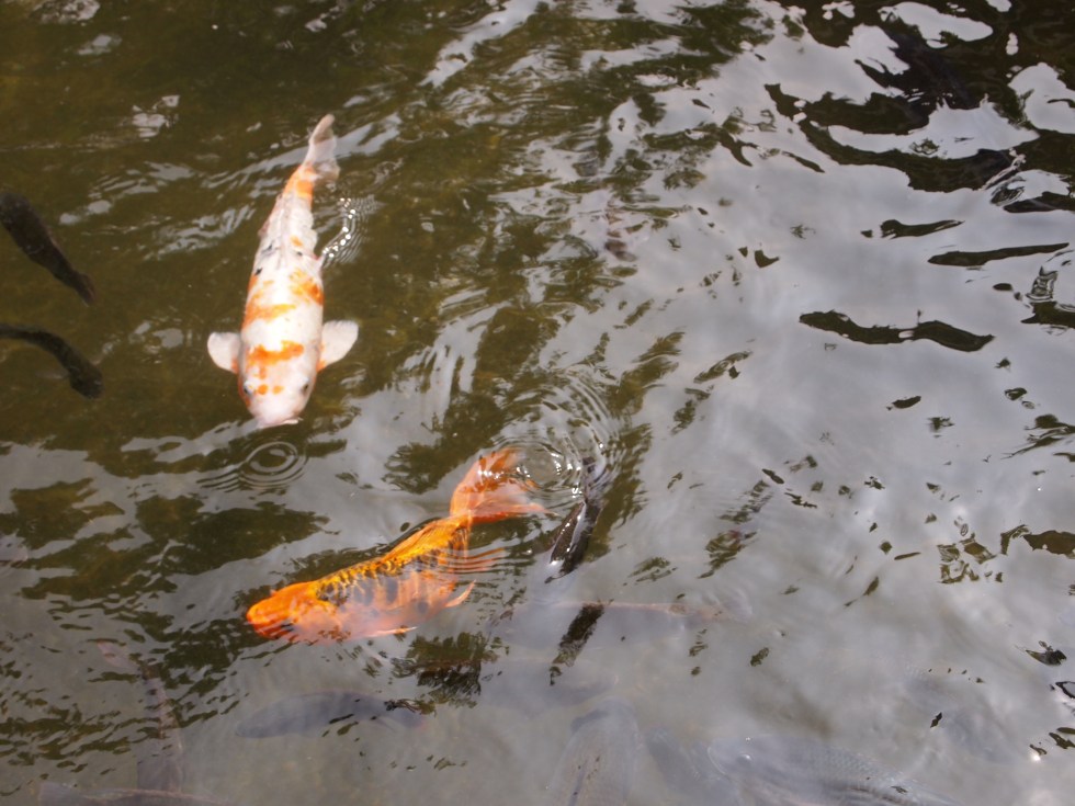 Fish in Pond
