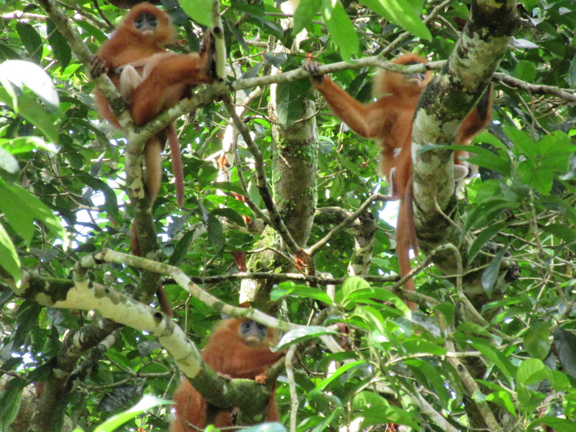 Aren't these guys cute??